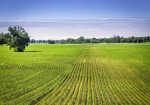農(nóng)用有機(jī)硅消泡劑